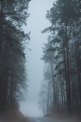  Strasse im Nebel zwischen hohen Bäumen