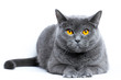 Portrait of a gray shorthair british cat on a white background
