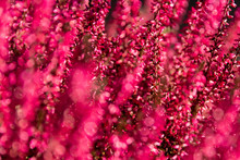 Full Frame Background Texture Of Red Flowers