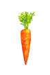 Watercolor drawing of carrot isolated on white background. Handmade illustration of carrot.
