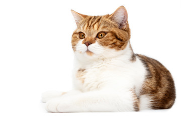 Wall Mural - British Cat lying isolated on white background. Young shorthair Cat lying, front view with white and orange color stripes, looks to left of camera with beautiful cute big eyes