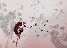 Dandelion Seeds In The Wind. Red And Black Soft Watercolor Background. Drawing Plant Element. Monochrome Illustration Of Overlapping Shapes Digitally Colored.
