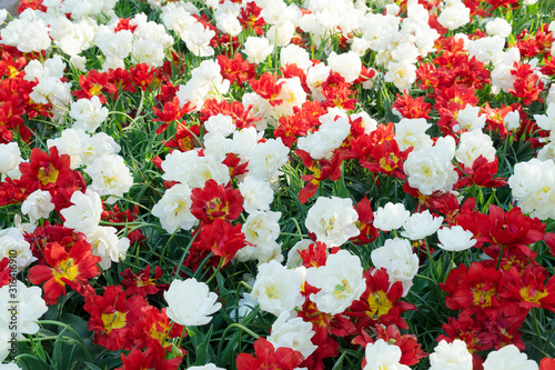 fresh lawn with flowers