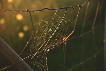 morning dew on spider web