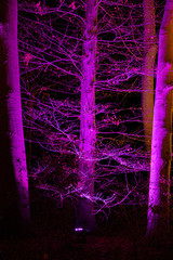 Wall Mural - Abstract background. Bright purple neon illuminated branched tree trunk of deciduous tree with branches and twig. Fantasy illumination of trees in Christmas Garden Berlin. Unusual color wood textures