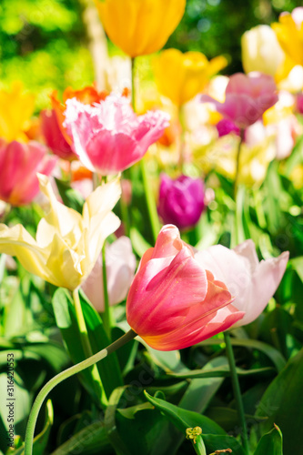 Tulips and bluebell flowerbed