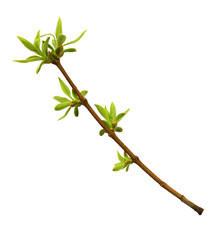 Wall Mural - spring twig with small green leaves