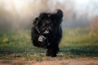 cute puppy black shih tzu beautiful dog cute portrait walk with puppy