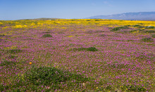 A Blanket Of Purple Wildflowers In A Field