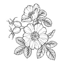 Wild Rose Flowers And Berries, Line Art Drawing. Outline Vector Illustration Isolated On White Background