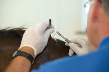 Horse Veterinarian Stitching A Bite Wound On The Withers Of A Bay Thoroughbred
