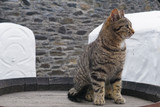 Fototapeta Koty - The distillery cat of a distillery on Islay sitting on an old barrel
