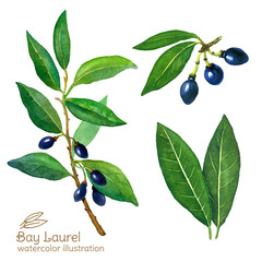 Laurel Bay leaves watercolor illustration