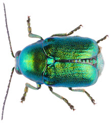 Wall Mural - Cryptocephalus sericeus is a species of cylindrical leaf beetles of the family Chrysomelidae, subfamily Cryptocephalinae. Dorsal view of cylindrical leaf beetle isolated on white background.