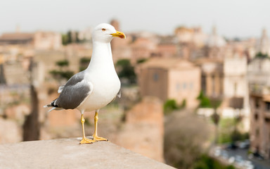 Fototapete - Closeup of a seagull with central Rome as background, Italy