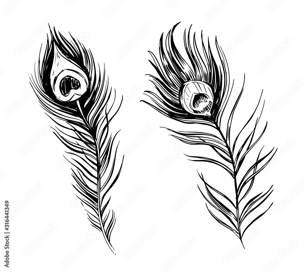 Sketch of peacock feather. Hand drawn ink illustration converted to vector.  Black shape isolated on transparent background Stock Vector | Adobe Stock, image size:1000x894