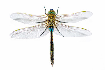 Sticker - Macro shots, showing of eyes dragonfly and wings detail. Beautiful dragonfly in the nature habitat.