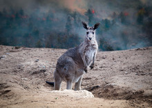  Kangaroo From Australia Saved During The Forest Fire 2020