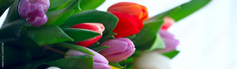 bouquet of colorful tulips / spring flowers, bright beautiful flowers, spring gift concept - obrazy, fototapety, plakaty 