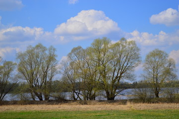 Canvas Print - tree in the field