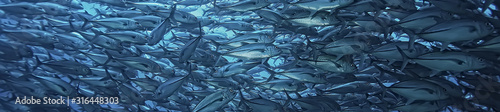 Fotografía many Caranx underwater / large fish flock, underwater world, ocean ecological sy
