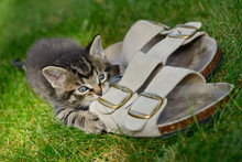 Male Kitten Outdoors Chewing On Leather Sandals On Grass Lawn