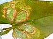 fancy droplet pattern on a green leaf