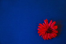 Blue Background, With Space For Text, With Red Flowers, Postcard For Valentine's Day And March 8, International Women's Day