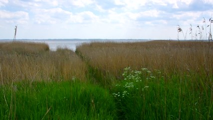 Sticker - Ummanz Landschaft mit Schilf 