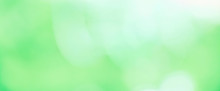Beautiful Nature Blurred Green White Spring Background