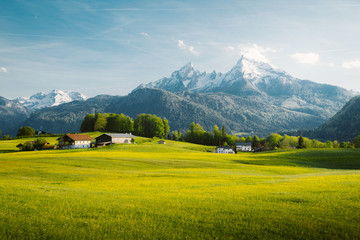 idyllic landscape in the alps with blooming meadows in springtime