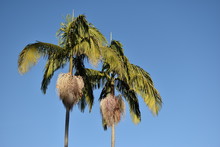 A Pair Of Palm Trees In San Diego, With The Pure Blue Sky Behind Them.
