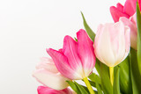 Fototapeta Tulipany - Fresh spring tulips on white