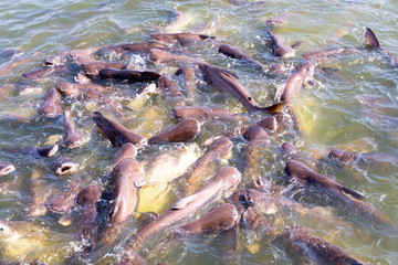 Pangasius farm faithful food export business