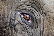 Eye Of An Elephant