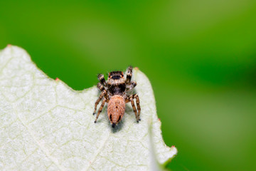 Wall Mural - jumping spider on plant