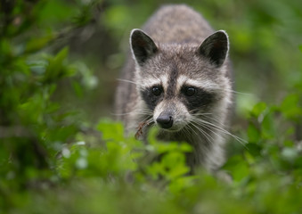 Wall Mural - Raccoon in a swamp 