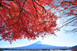 Red Maple Leaves with Background of Fuji Mountain and Lake Kawaguchi in Japan During Autumn