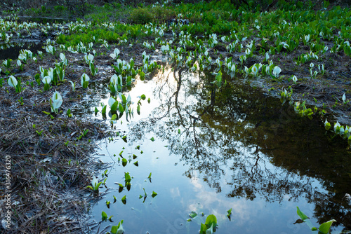 野々海高原の水芭蕉 Buy This Stock Photo And Explore Similar Images At Adobe Stock Adobe Stock