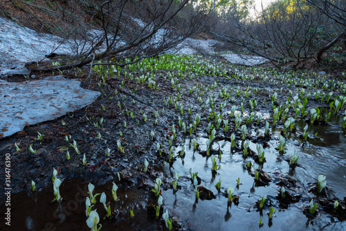 野々海高原の水芭蕉 Buy This Stock Photo And Explore Similar Images At Adobe Stock Adobe Stock