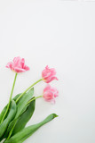 Fototapeta Tulipany - Pink Tulips Flowers on White Background