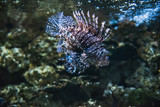 Fototapeta Do akwarium - A closeup of a  Lionfish swimming in the aquarium.    Vancouver Aquarium  BC Canada