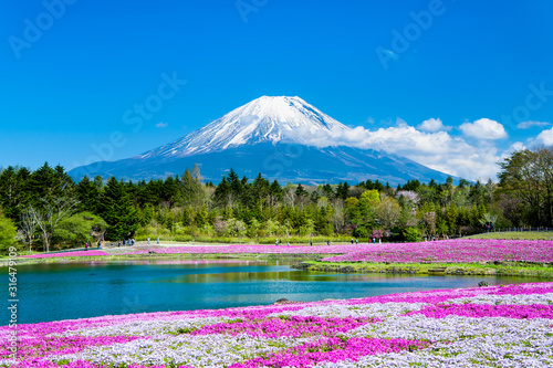 富士山と麓に広がる芝桜の花畑のコラボ風景 Stock Photo Adobe Stock