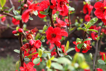 Wall Mural - Closeup of japanese quince flowers (Chaenomeles japonica)	