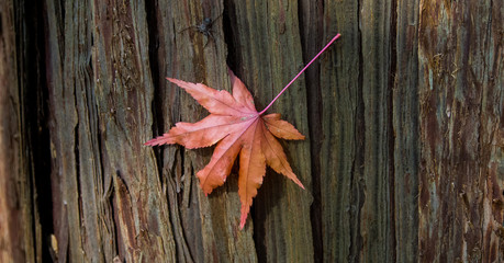 a single red maple leaf on tree trunk