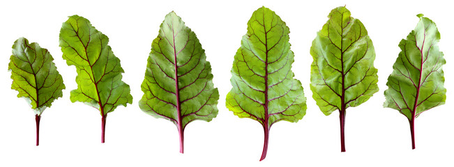 Wall Mural - beet tops, isolated leaves on a white background with clipping path.