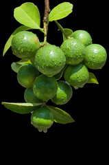 Wall Mural - Bunch of green lime fruits on plant