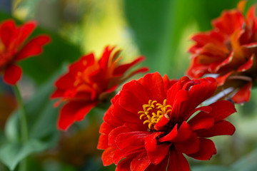 red flower in the garden