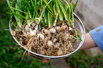 Shoots of rain lily flower for cultivating