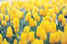 Spring Blossoming Yellow Tulips, Bokeh Flower Background, Pastel And Soft Floral Card, Shallow DOF, Toned	